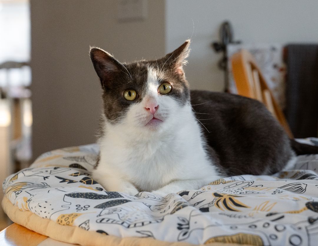 Jimmy, an adoptable Domestic Short Hair in Bowling Green, OH_image-1