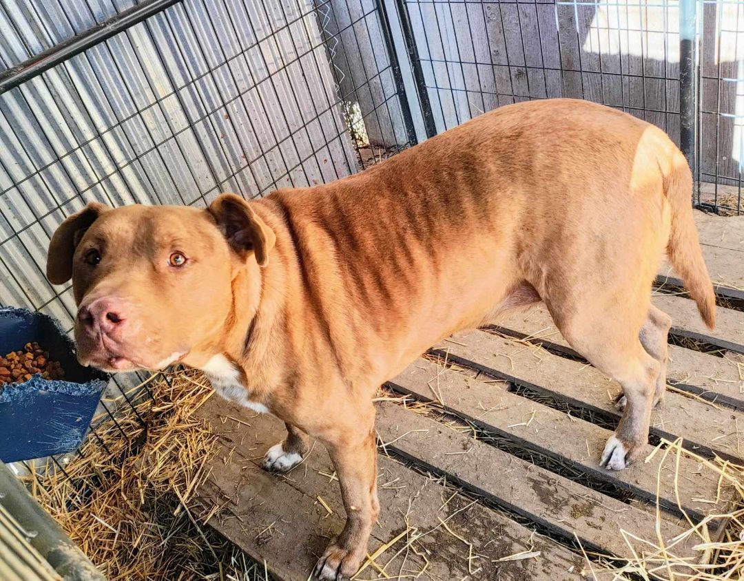 Enlarge Rusty, a Adoptable mixed breed in Lonsdale, AR image 11/14
