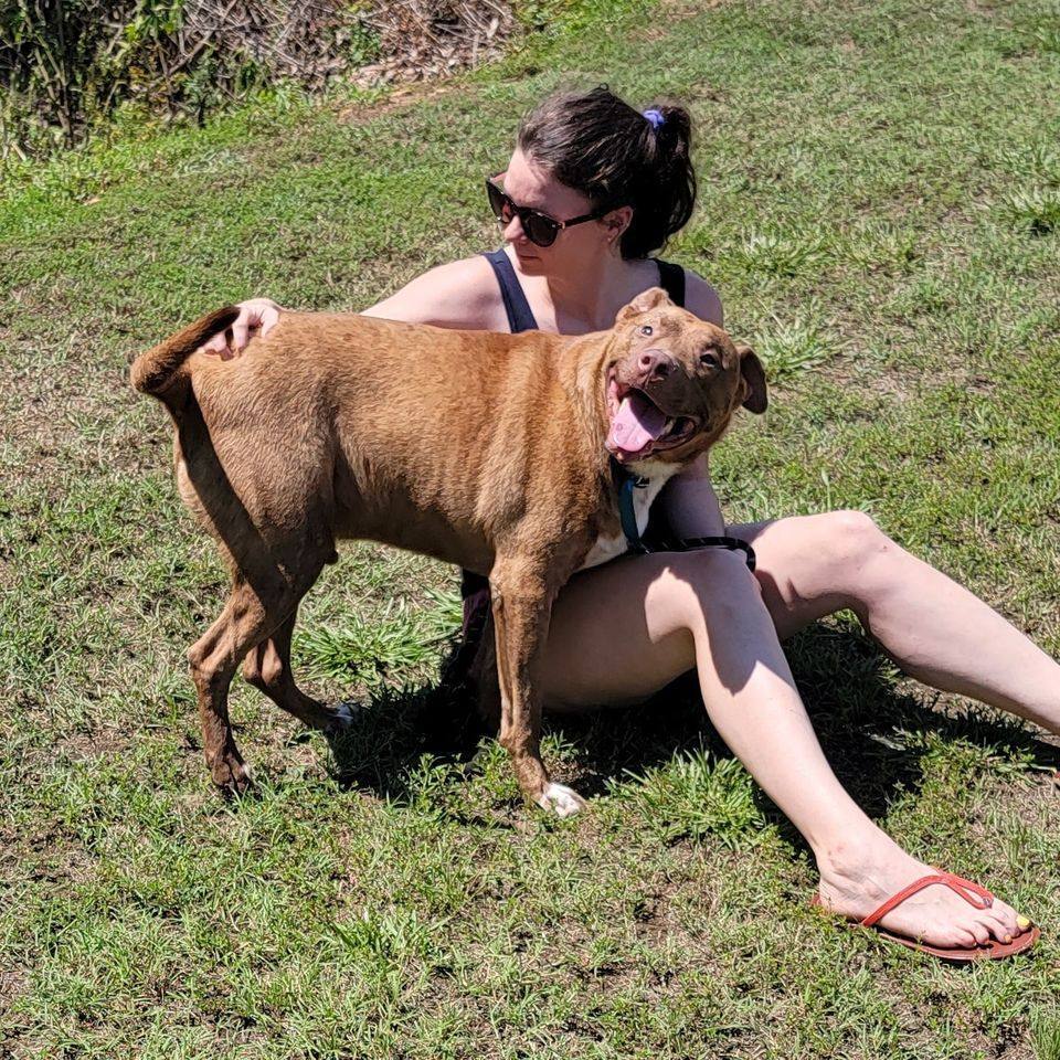 Enlarge Rusty, a Adoptable mixed breed in Lonsdale, AR image 12/14