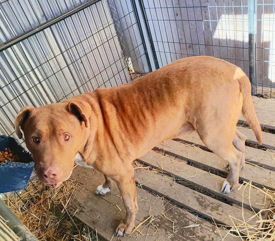 Enlarge Rusty, a Adoptable mixed breed in Lonsdale, AR image 13/14
