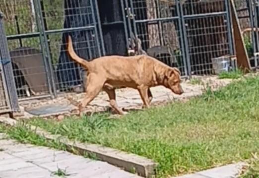 Enlarge Rusty, a Adoptable mixed breed in Lonsdale, AR image 10/14