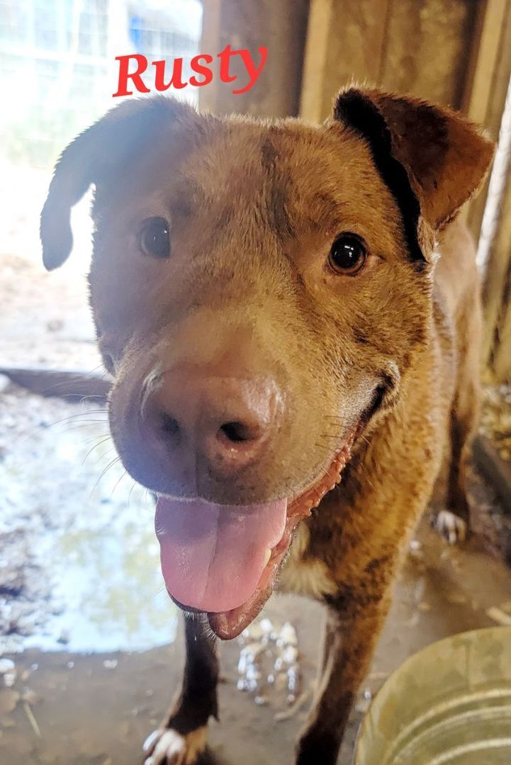 Enlarge Rusty, a Adoptable mixed breed in Lonsdale, AR image 14/14