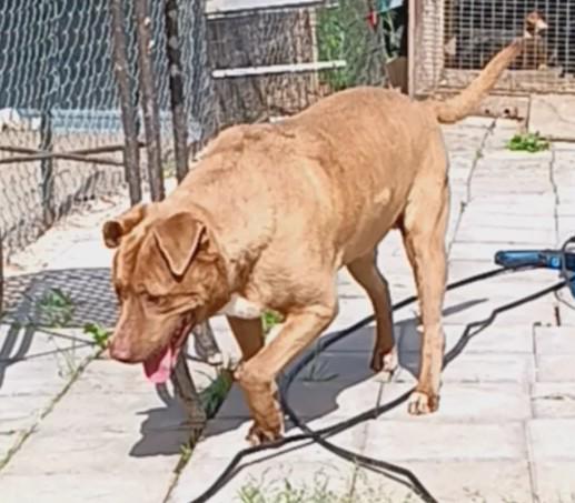 Enlarge Rusty, a Adoptable mixed breed in Lonsdale, AR image 1/14