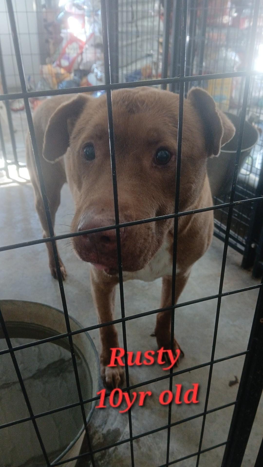 Enlarge Rusty, a Adoptable mixed breed in Lonsdale, AR image 1/6