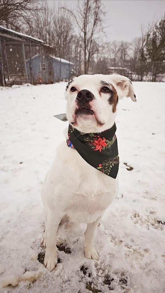 Codi, Adoptable, Adult Male Boxer & Cavalier King Charles Spaniel.