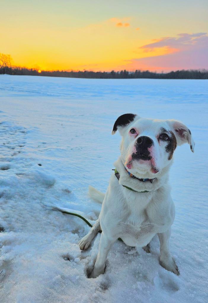 Codi, a Adoptable mixed breed in Sprakers, NY image 2/4