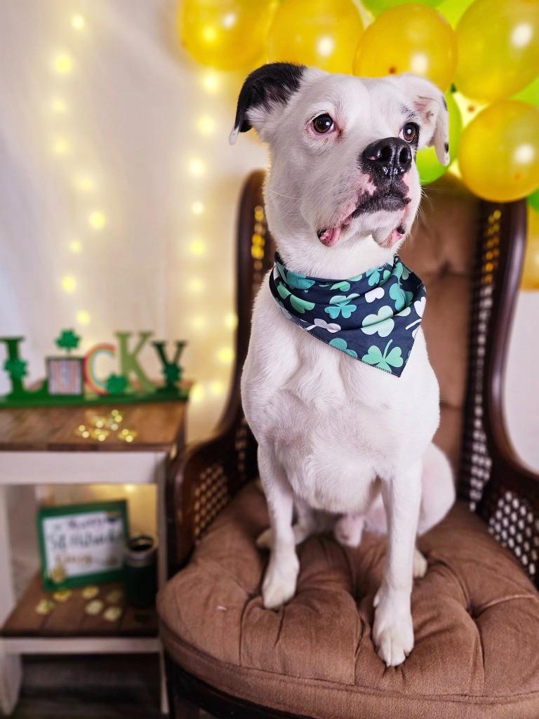 Enlarge Codi, a Adoptable mixed breed in Sprakers, NY image 2/3