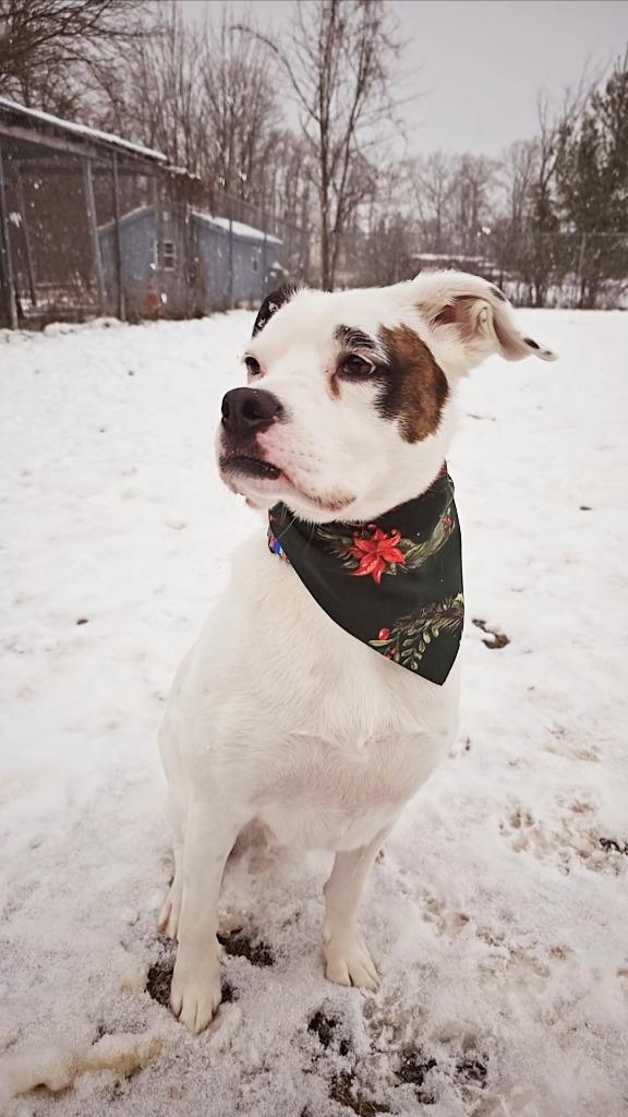 Codi, Adoptable, Adult Male Boxer & Cavalier King Charles Spaniel.