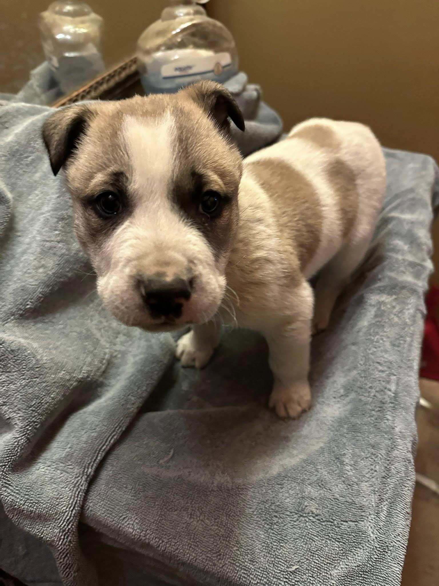 Tom, ADOPTABLE, Puppy Male American Bulldog.
