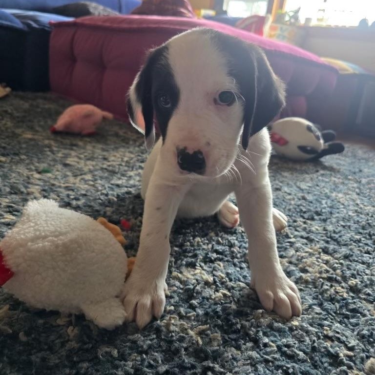 Photo of Baby Male Hound Black, White / Cream