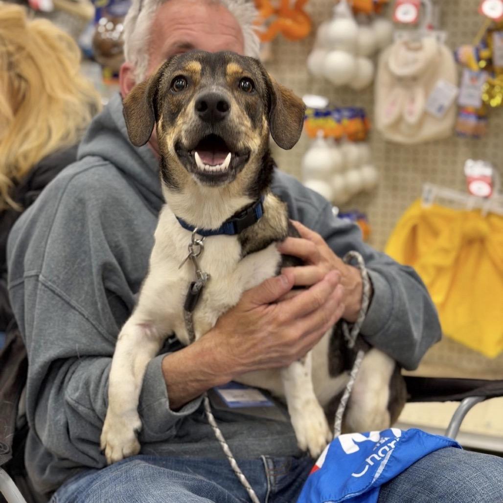 Enlarge FOZZIE, a Adoptable Beagle in Berlin, NJ image 2/6