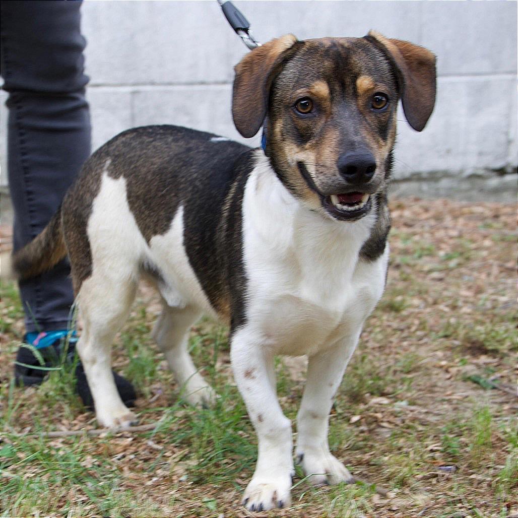 FOZZIE, Adoptable, Adult Male Beagle.