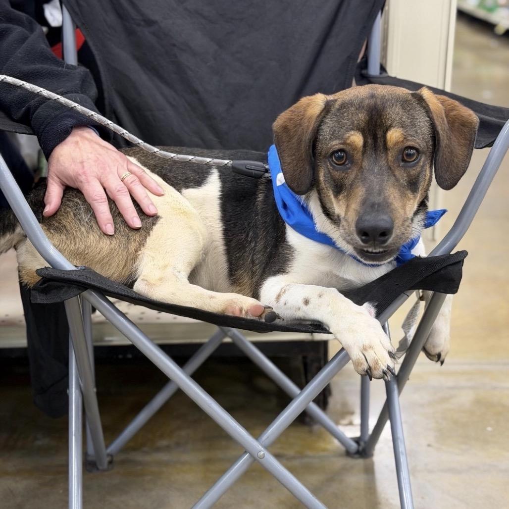 Enlarge FOZZIE, a Adoptable Beagle in Berlin, NJ image 3/6