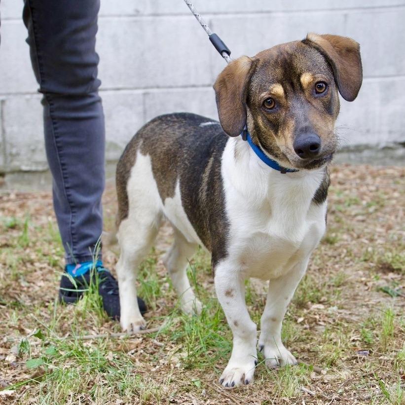 Enlarge FOZZIE, a Adoptable Beagle in Berlin, NJ image 4/6