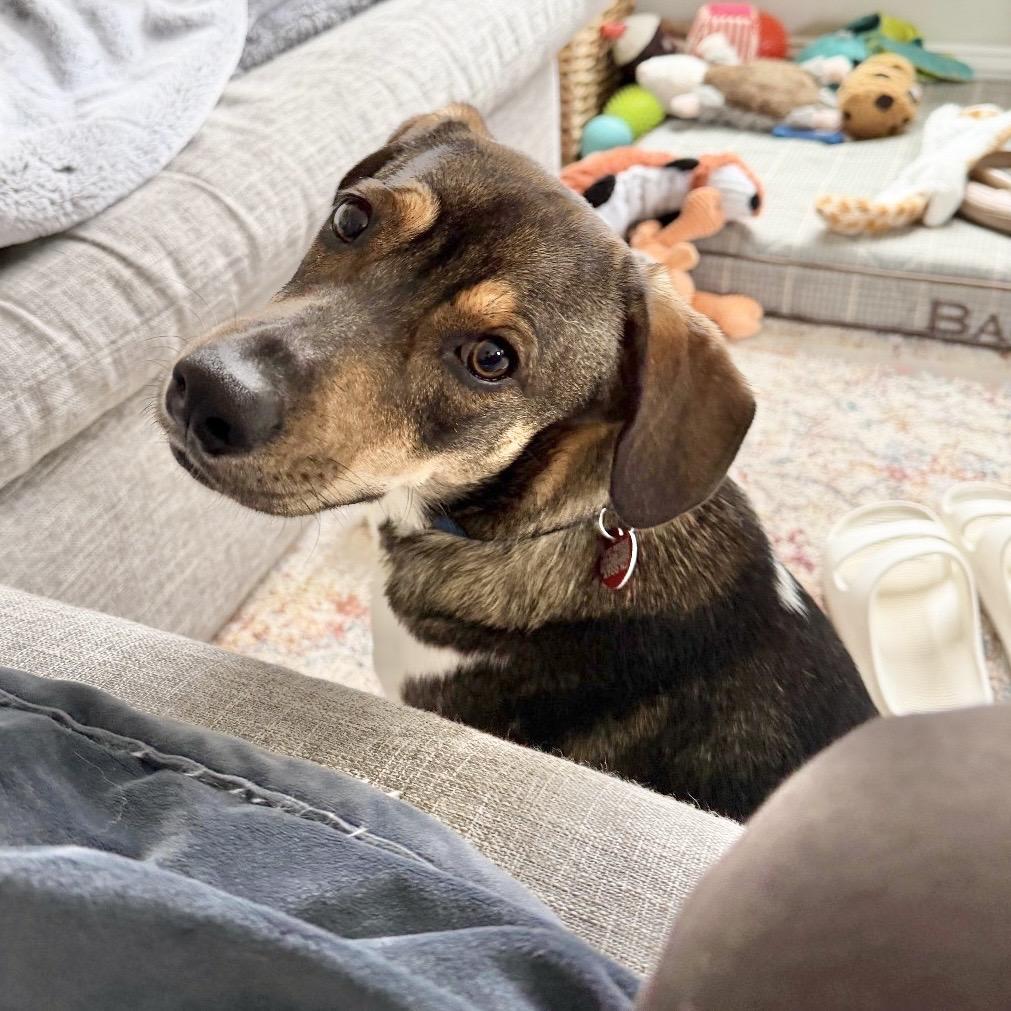 Enlarge FOZZIE, a Adoptable Beagle in Berlin, NJ image 5/6