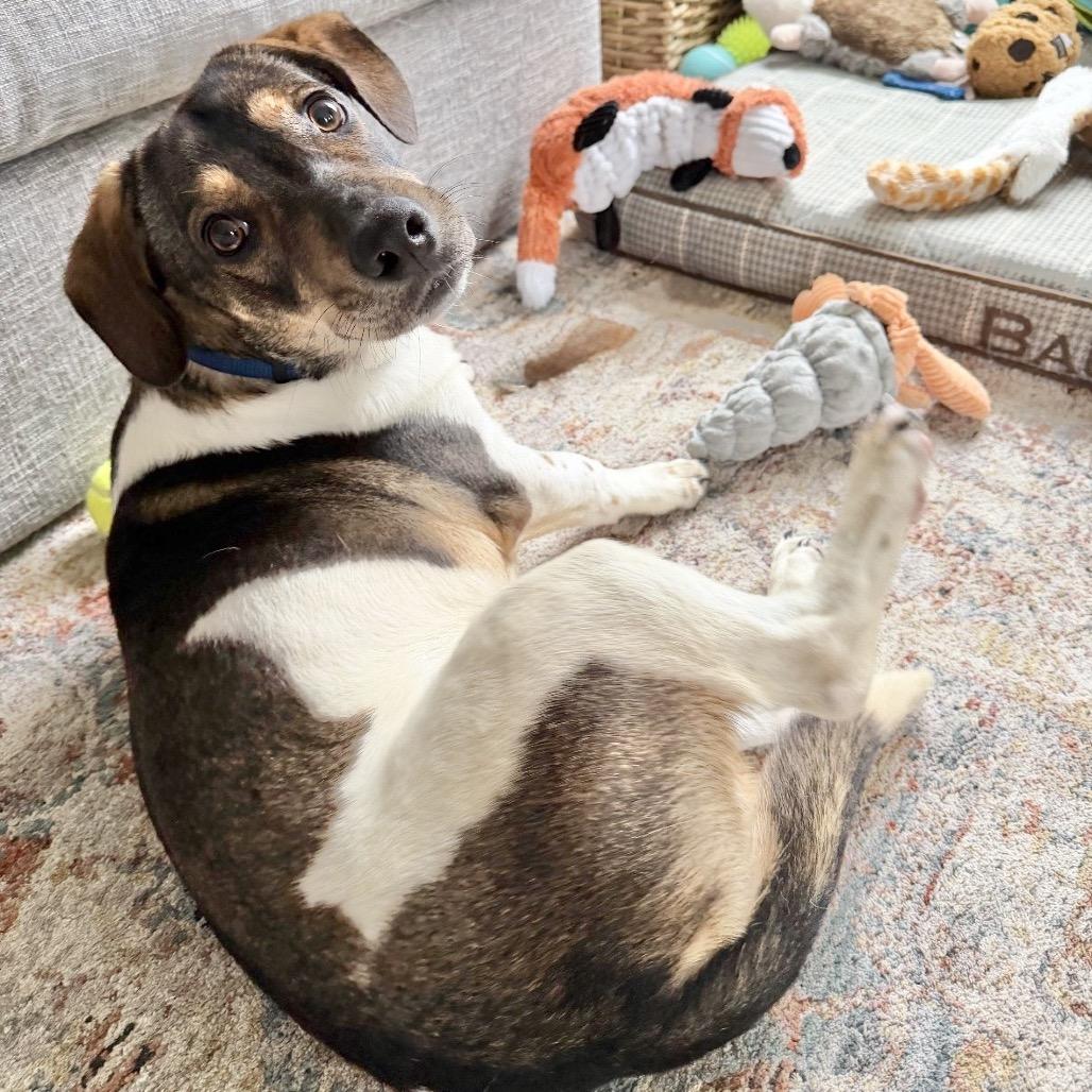 Enlarge FOZZIE, a Adoptable Beagle in Berlin, NJ image 6/6