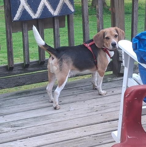 Enlarge Jojo, a ADOPTABLE Beagle in Homer, MI image 4/6