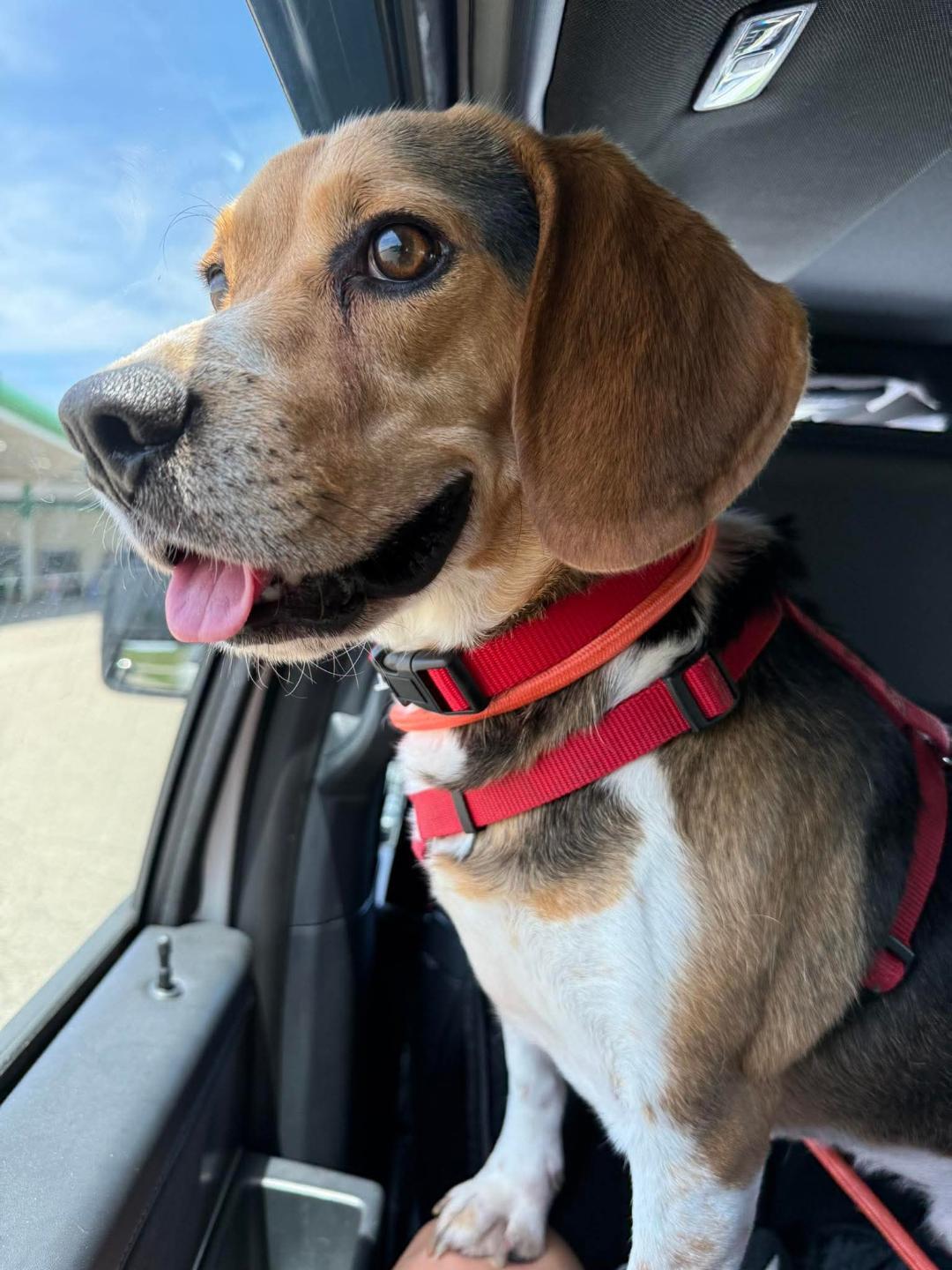 Enlarge Jojo, a ADOPTABLE Beagle in Homer, MI image 1/6
