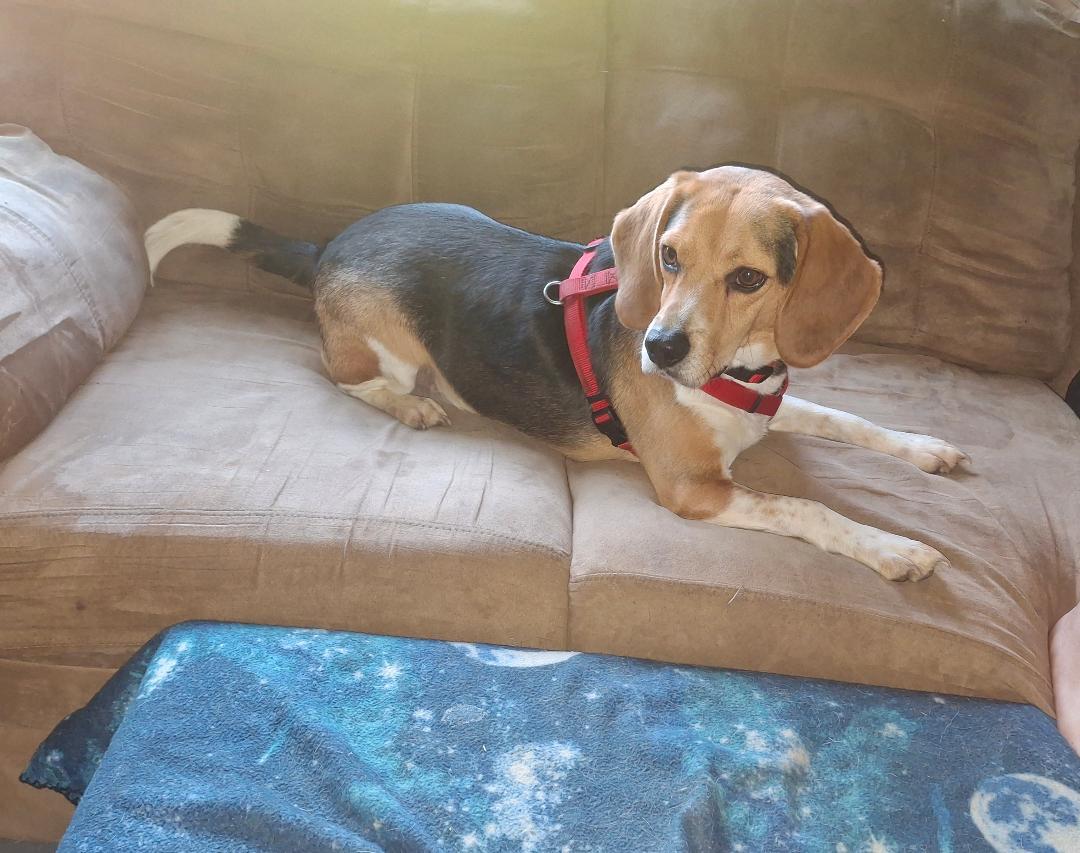 Enlarge Jojo, a ADOPTABLE Beagle in Homer, MI image 3/6