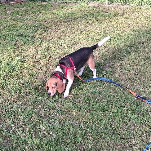 Enlarge Jojo, a ADOPTABLE Beagle in Homer, MI image 2/6