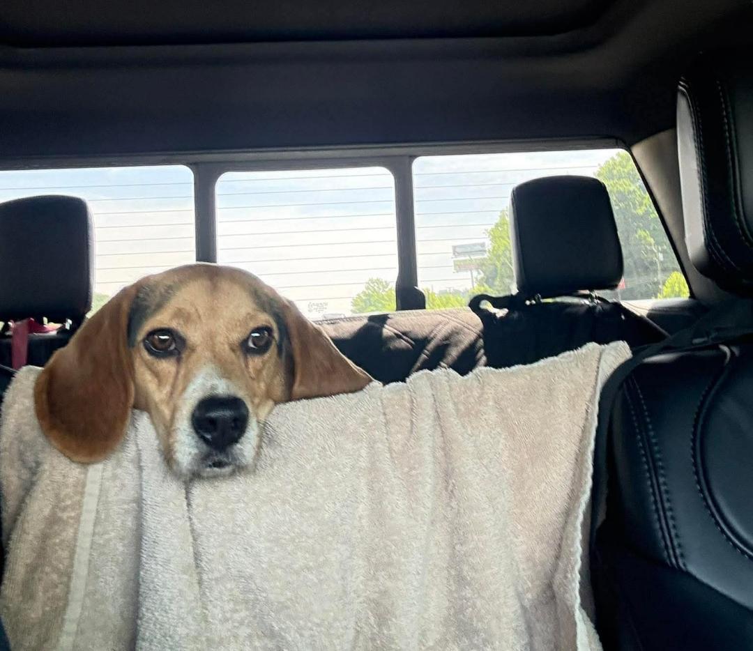 Enlarge Jojo, a ADOPTABLE Beagle in Homer, MI image 5/6