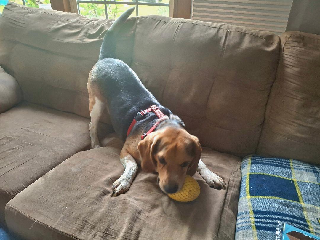 Enlarge Jojo, a ADOPTABLE Beagle in Homer, MI image 6/6
