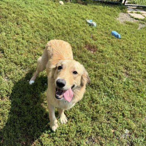 Lily, a Adoptable mixed breed in Hamden, CT image 1/5