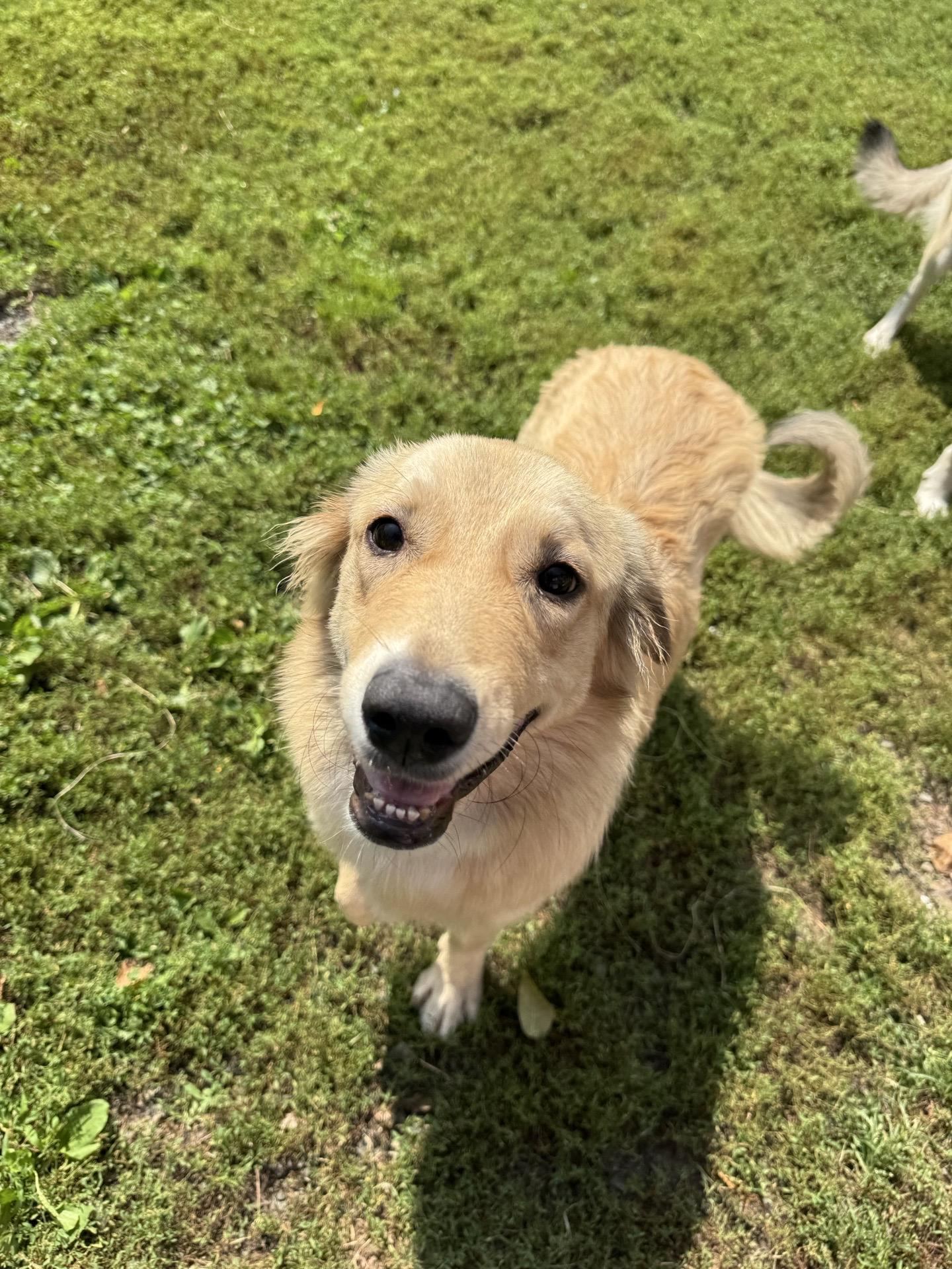 Lily, a Adoptable mixed breed in Hamden, CT image 2/5