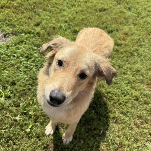 Lily, a Adoptable mixed breed in Hamden, CT image 4/5
