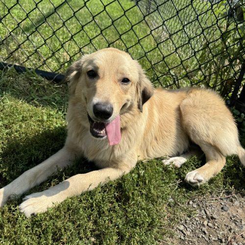 Lily, a Adoptable mixed breed in Hamden, CT image 5/5