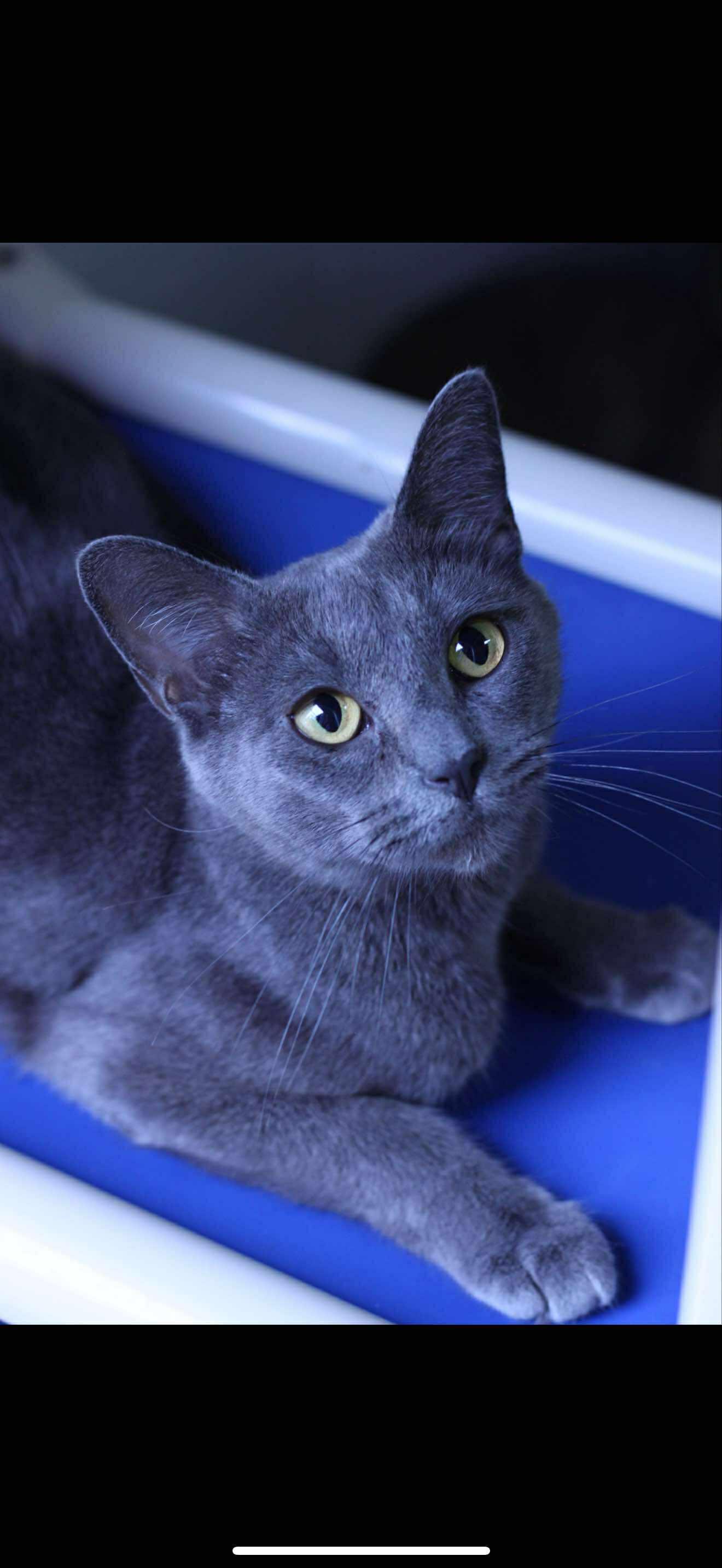Pet Image
