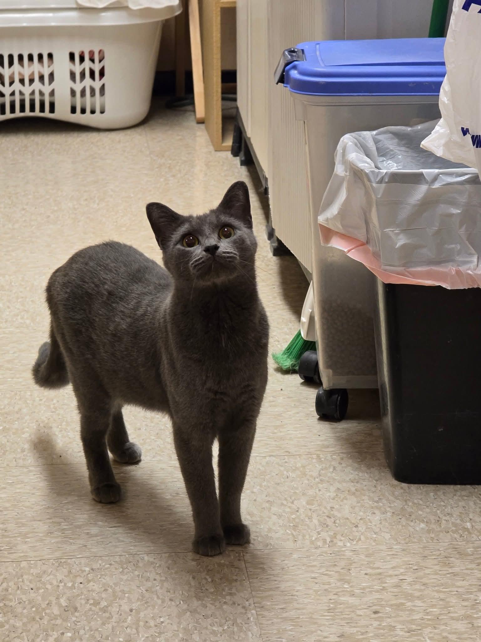 Storm Cloud - At Petsmart, Adoptable, Adult Female Domestic Short Hair.