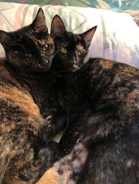 Mabel and Bobby, ADOPTABLE, Adult Female Tortoiseshell.