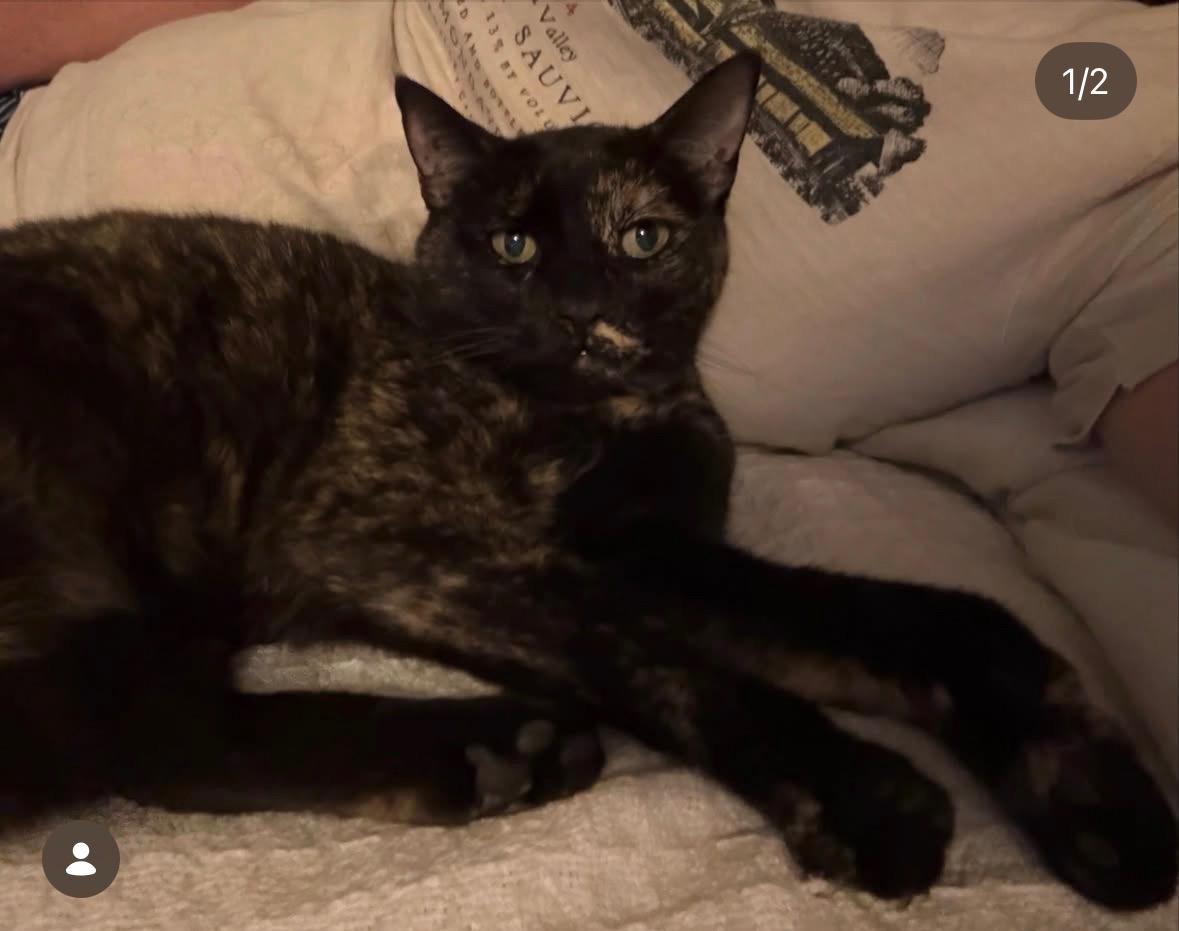 Mabel and Bobby, a ADOPTABLE Tortoiseshell in Novato, CA image 3/3