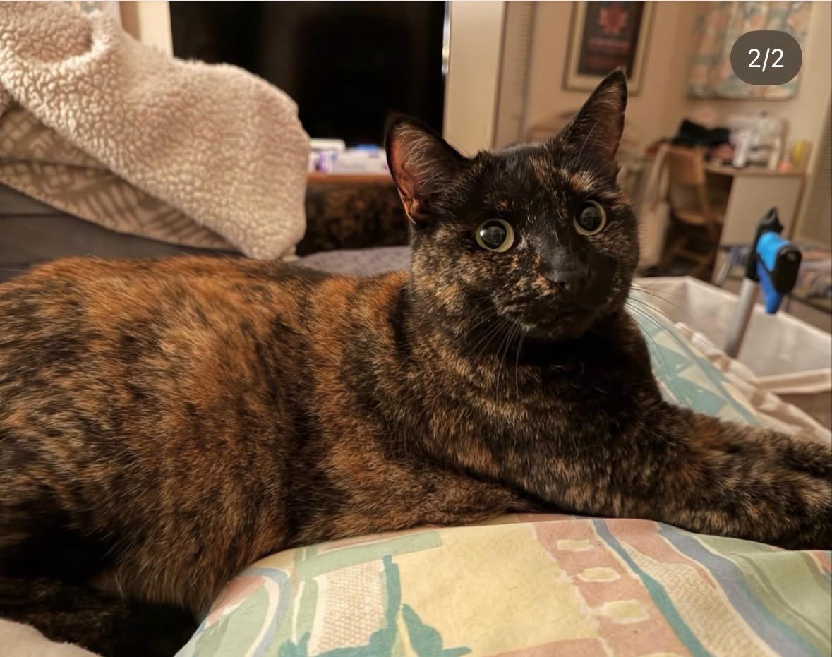 Mabel and Bobby, a ADOPTABLE Tortoiseshell in Novato, CA image 2/3