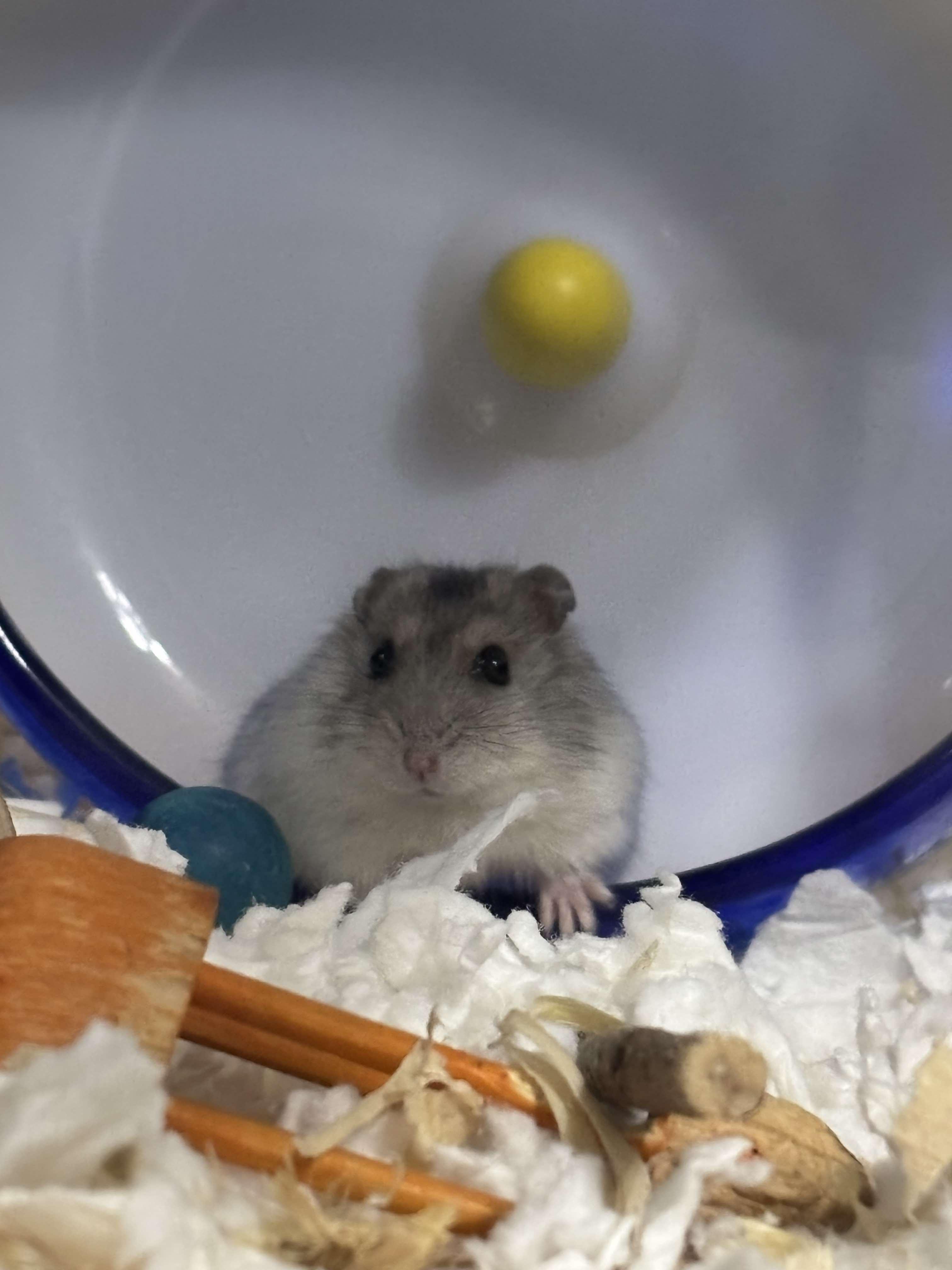 Tato, Adoptable, Baby Male Dwarf Hamster & Hamster.