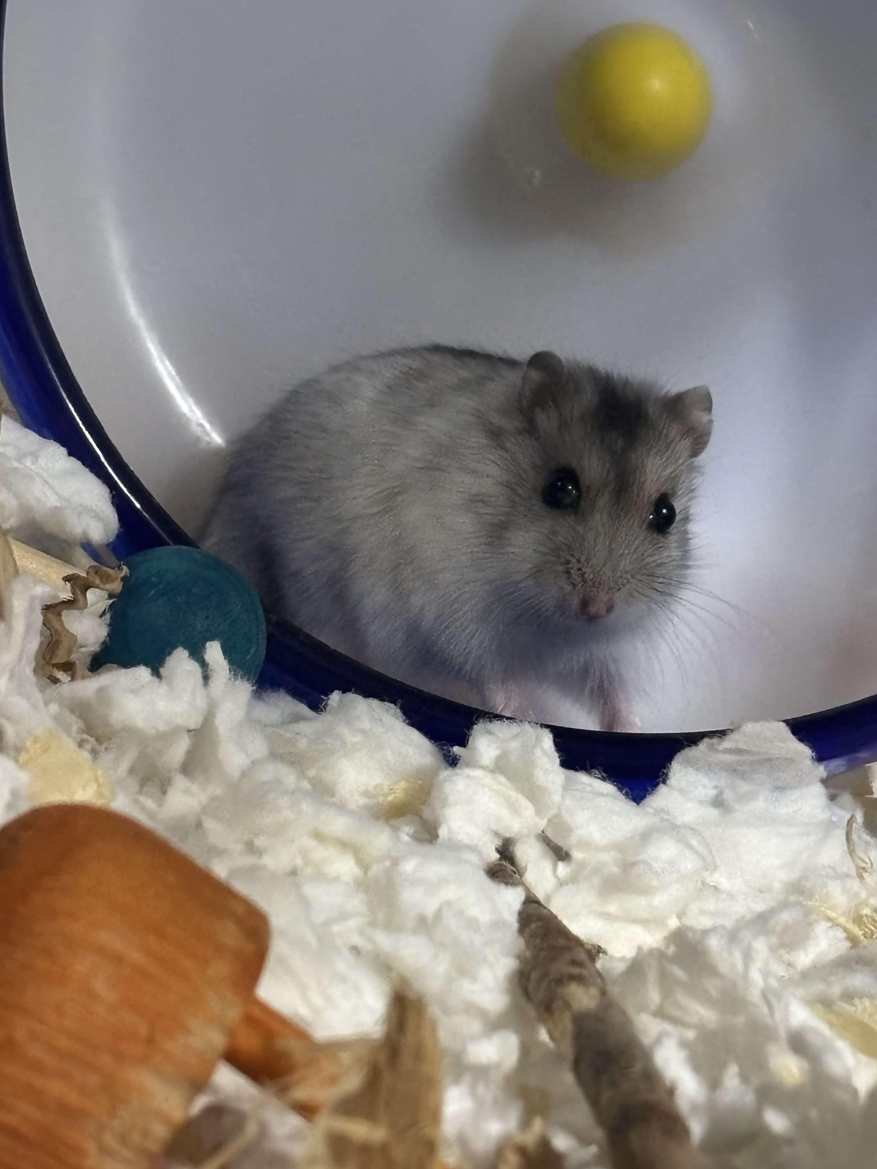 Tato, a Adoptable mixed breed in Union, NJ image 2/3