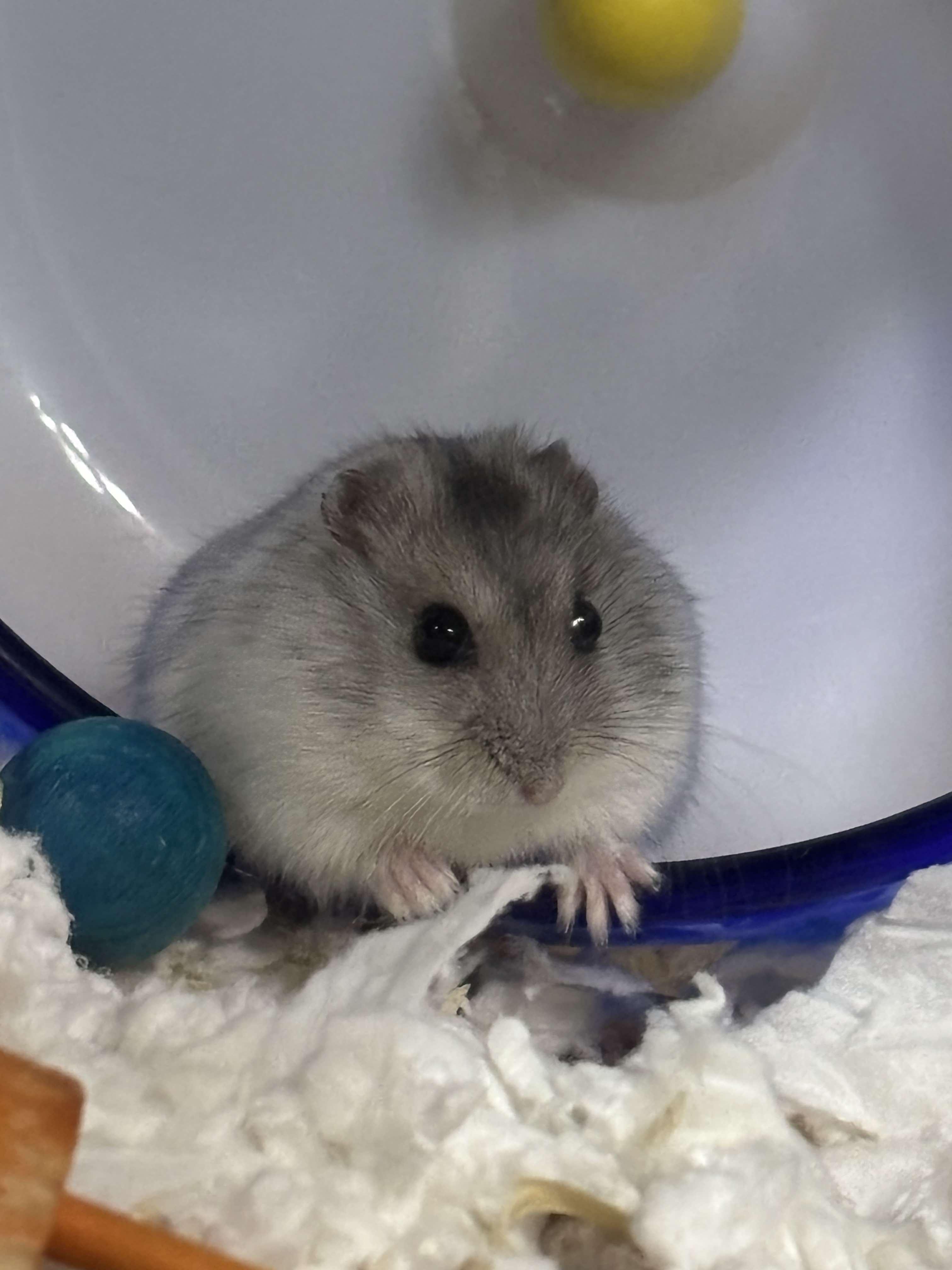 Tato, a Adoptable mixed breed in Union, NJ image 3/3