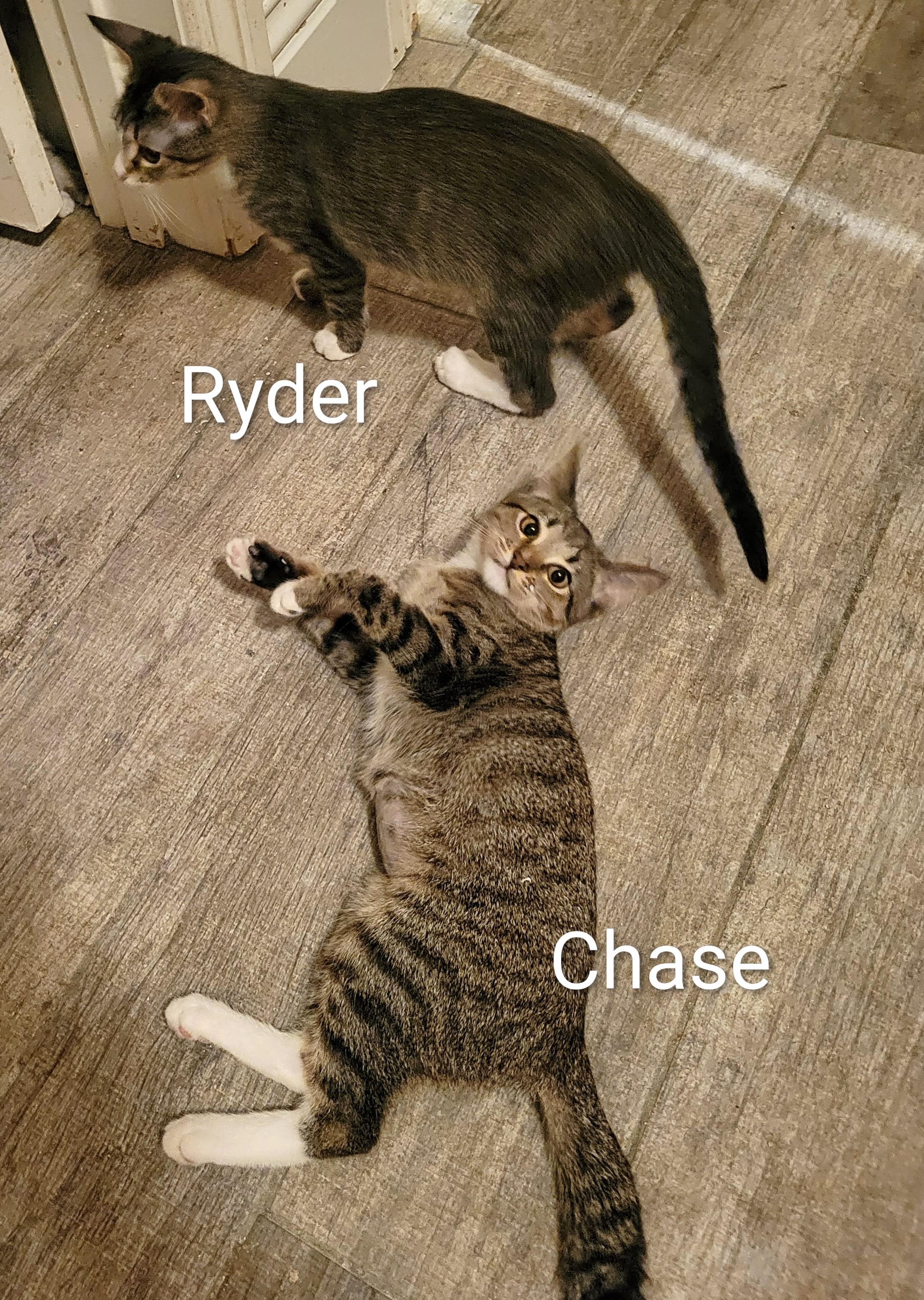 Enlarge Ryder, a ADOPTABLE Domestic Short Hair in Las Vegas, NV image 2/2