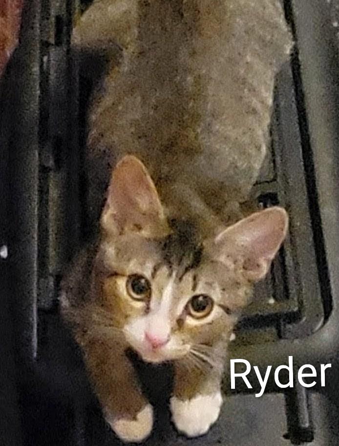 Ryder, ADOPTABLE, Kitten Male Domestic Short Hair.