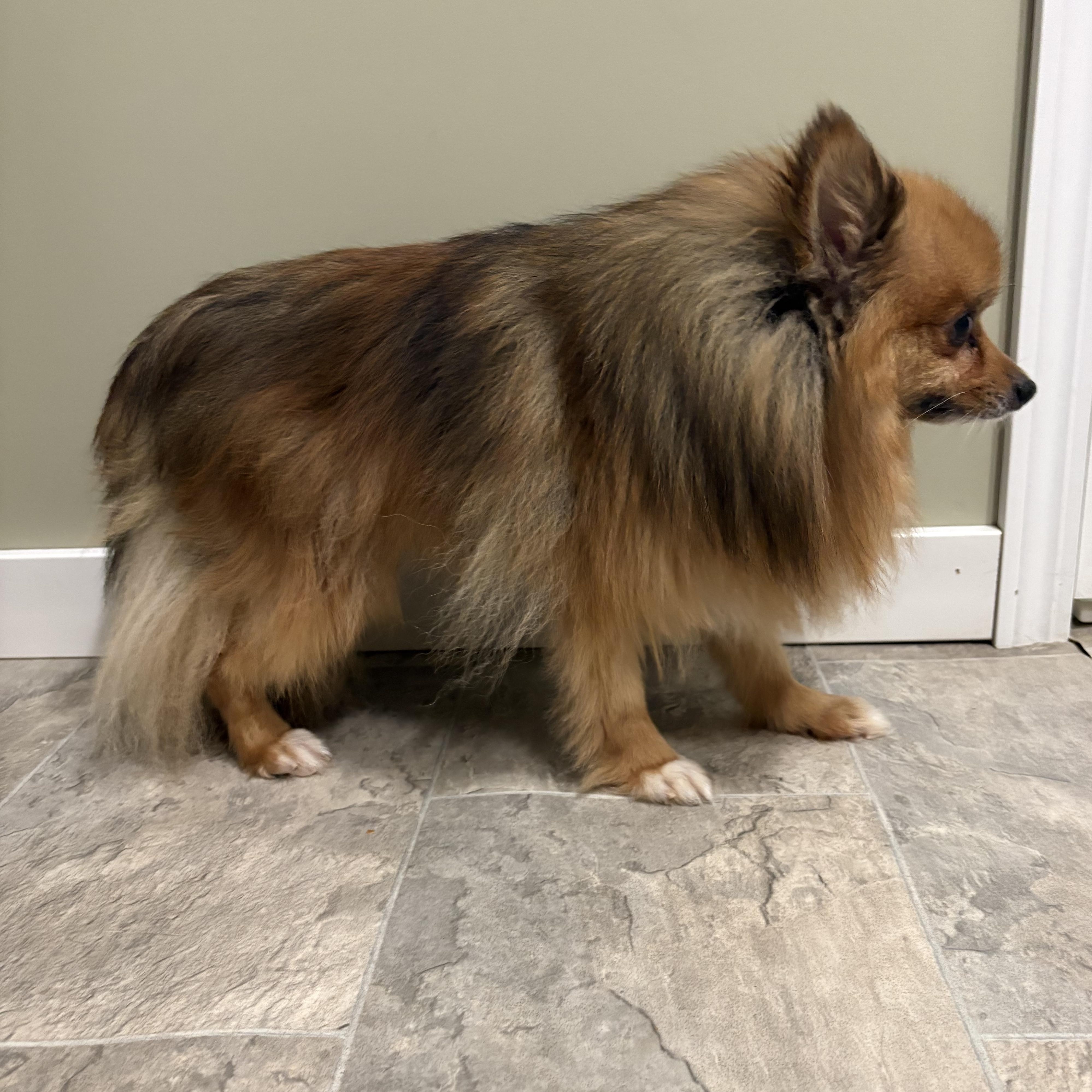 Bucky, an adoptable Pomeranian in Grant, NE image 3/3