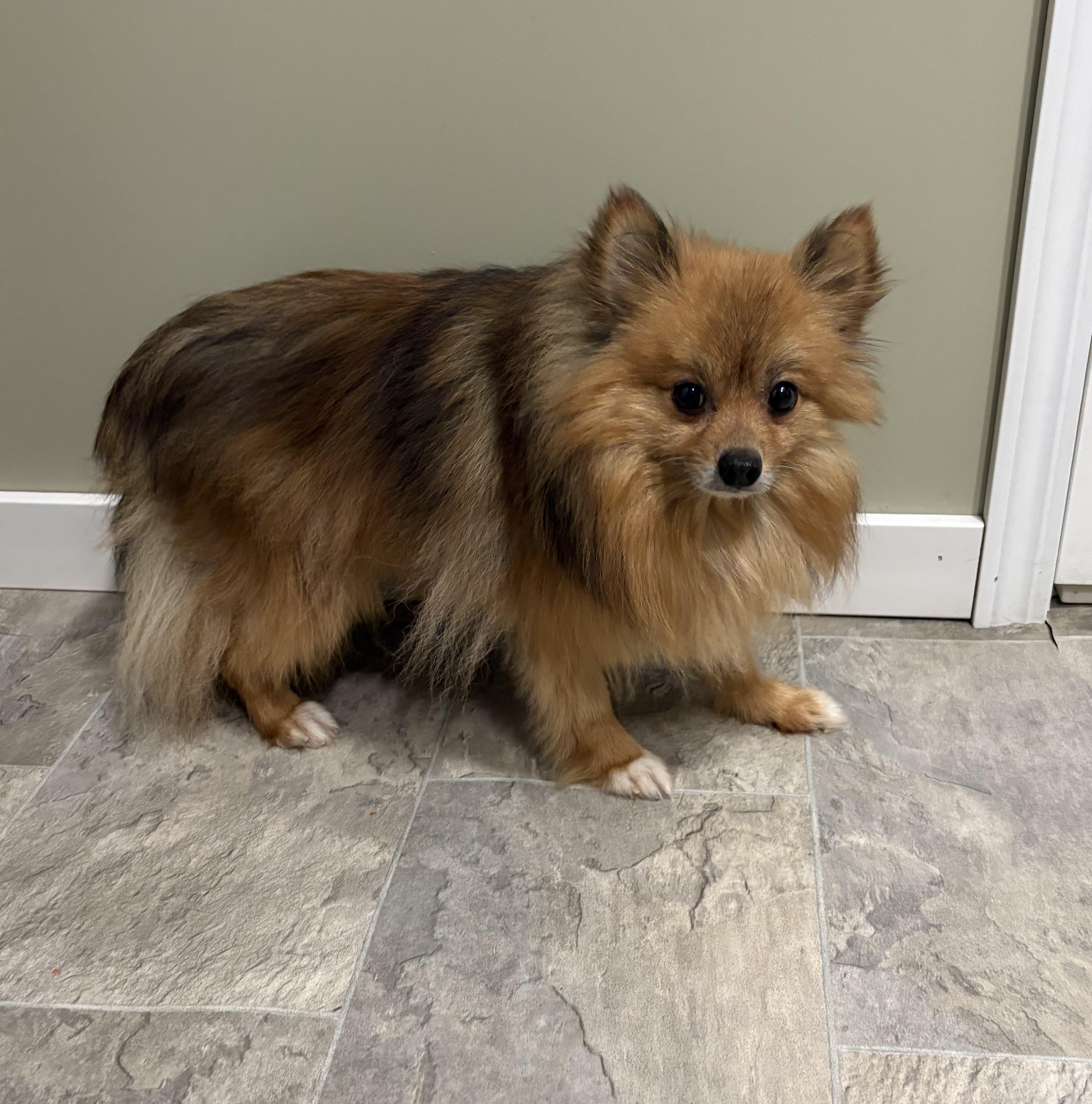 Bucky, adoptable, Adult Male Pomeranian.