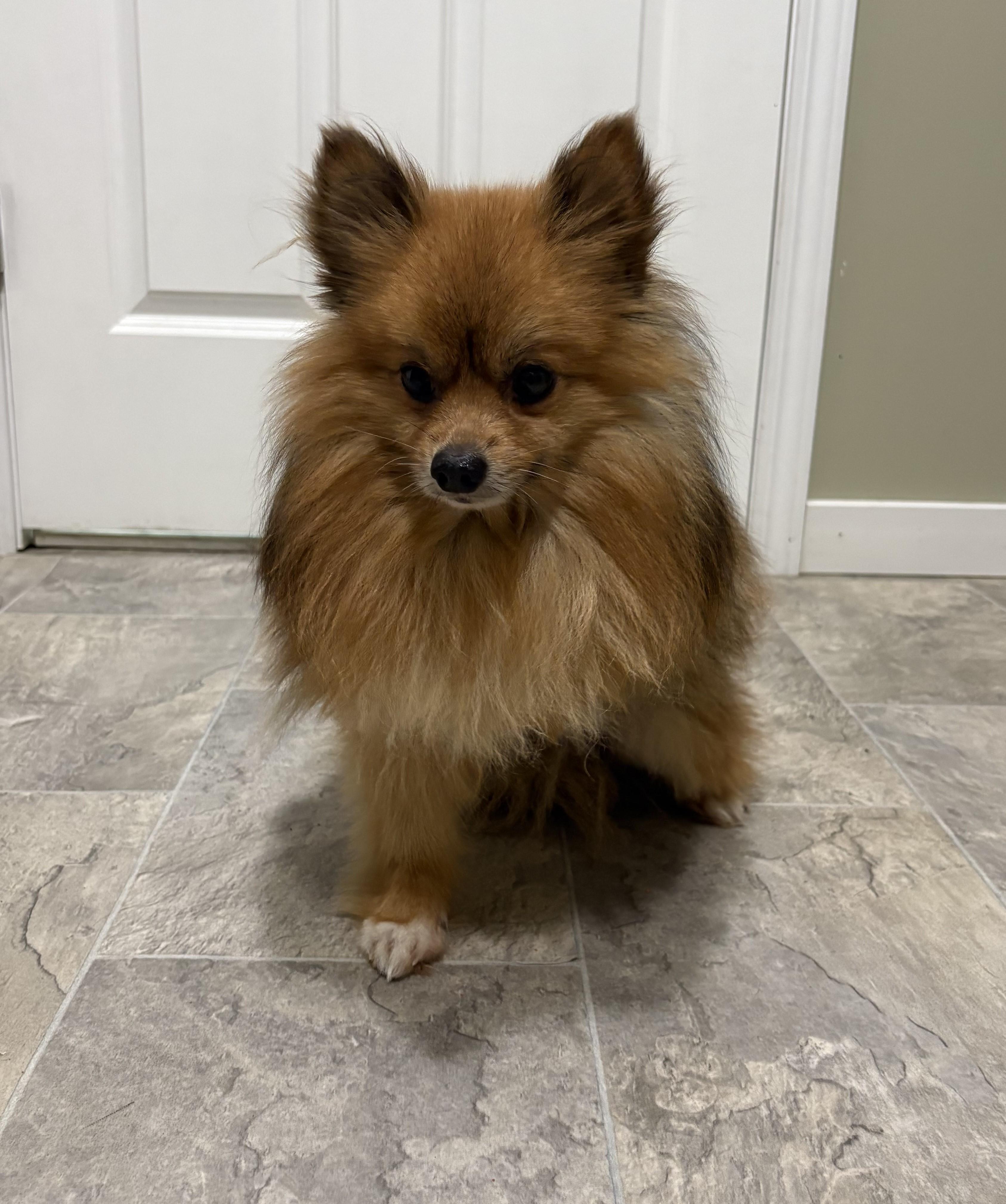 Bucky, an adoptable Pomeranian in Grant, NE image 2/3