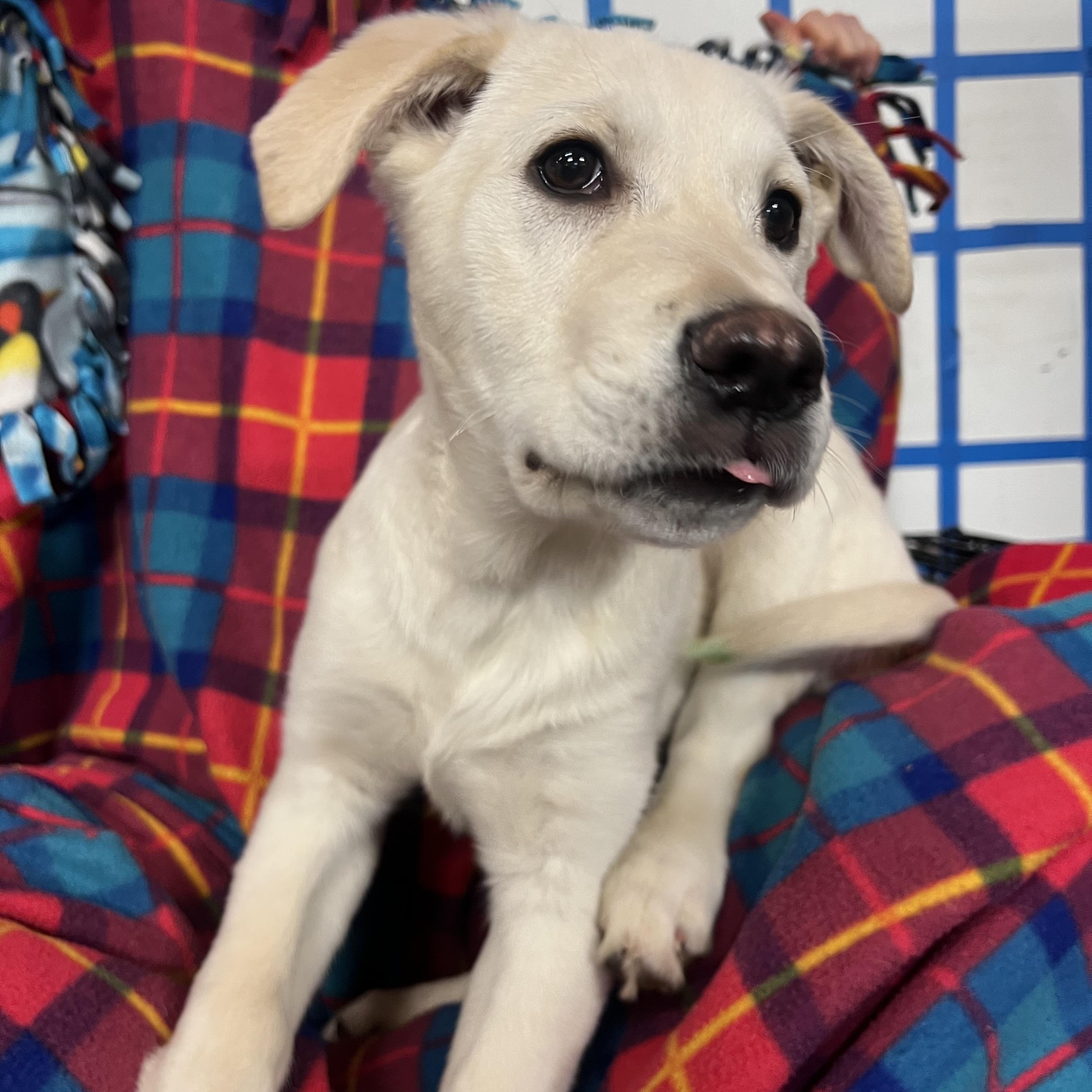 Elsa, ADOPTABLE, Puppy Female Yellow Labrador Retriever.
