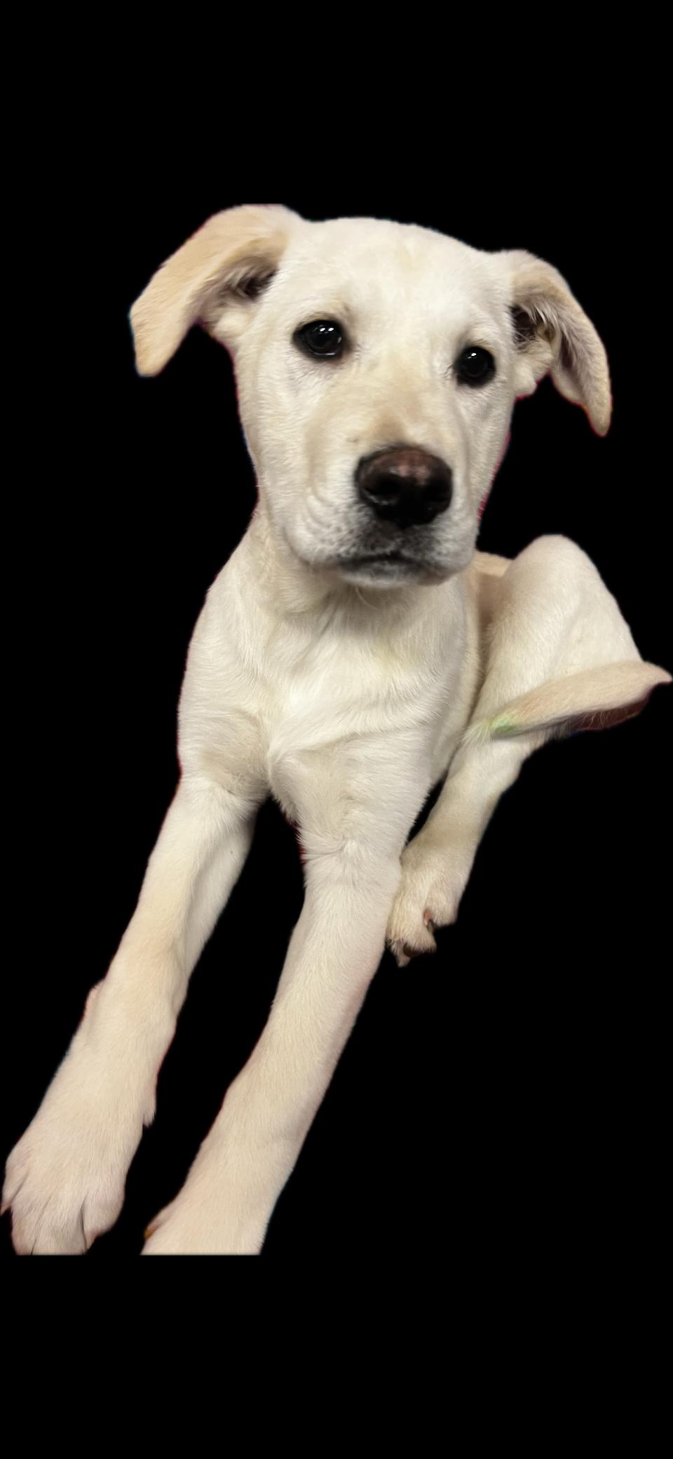 Enlarge Elsa, a ADOPTABLE mixed breed in Snoqualmie, WA image 2/2