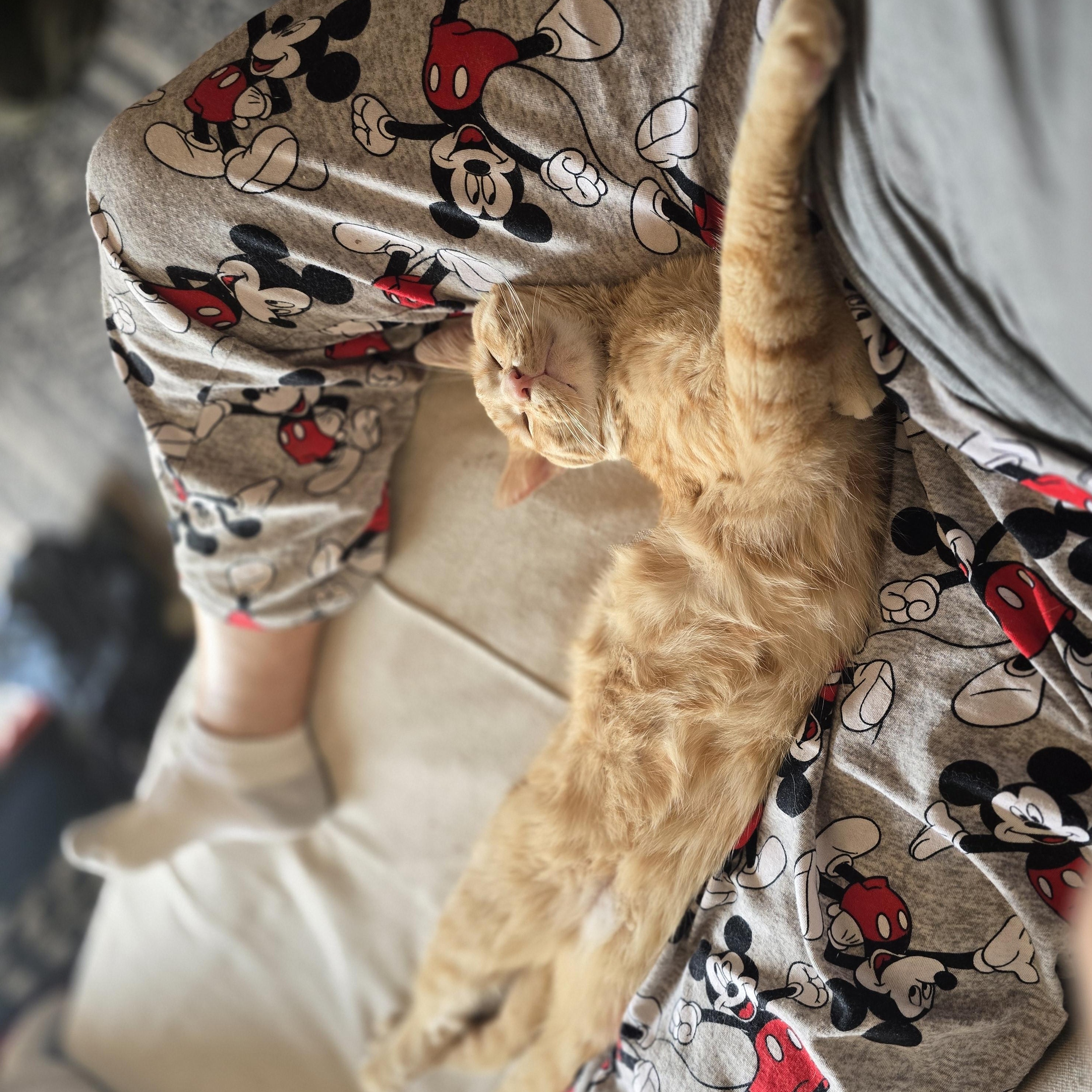 TANK, an adoptable Domestic Short Hair in Lake City, MN image 2/6
