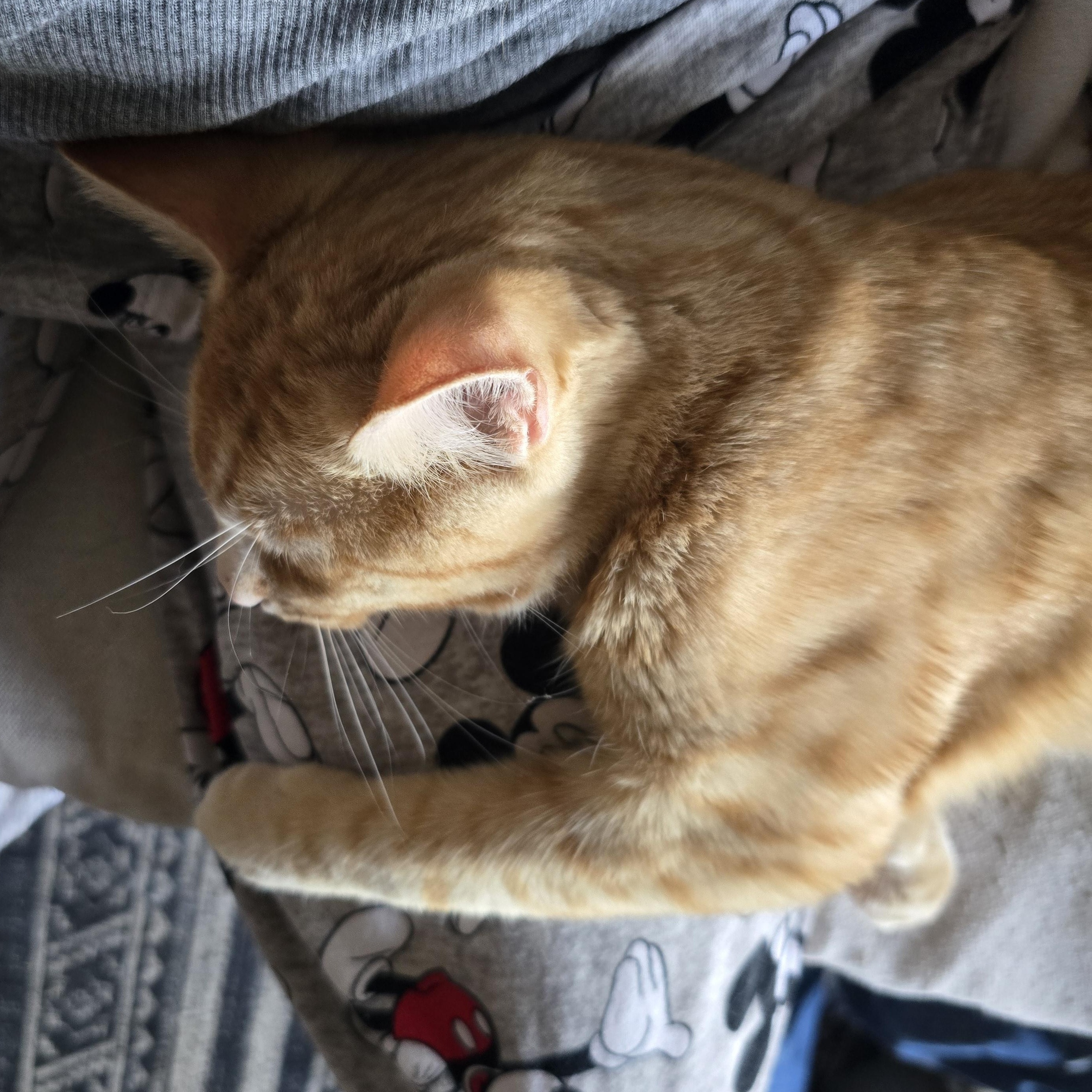 TANK, an adoptable Domestic Short Hair in Lake City, MN image 5/6