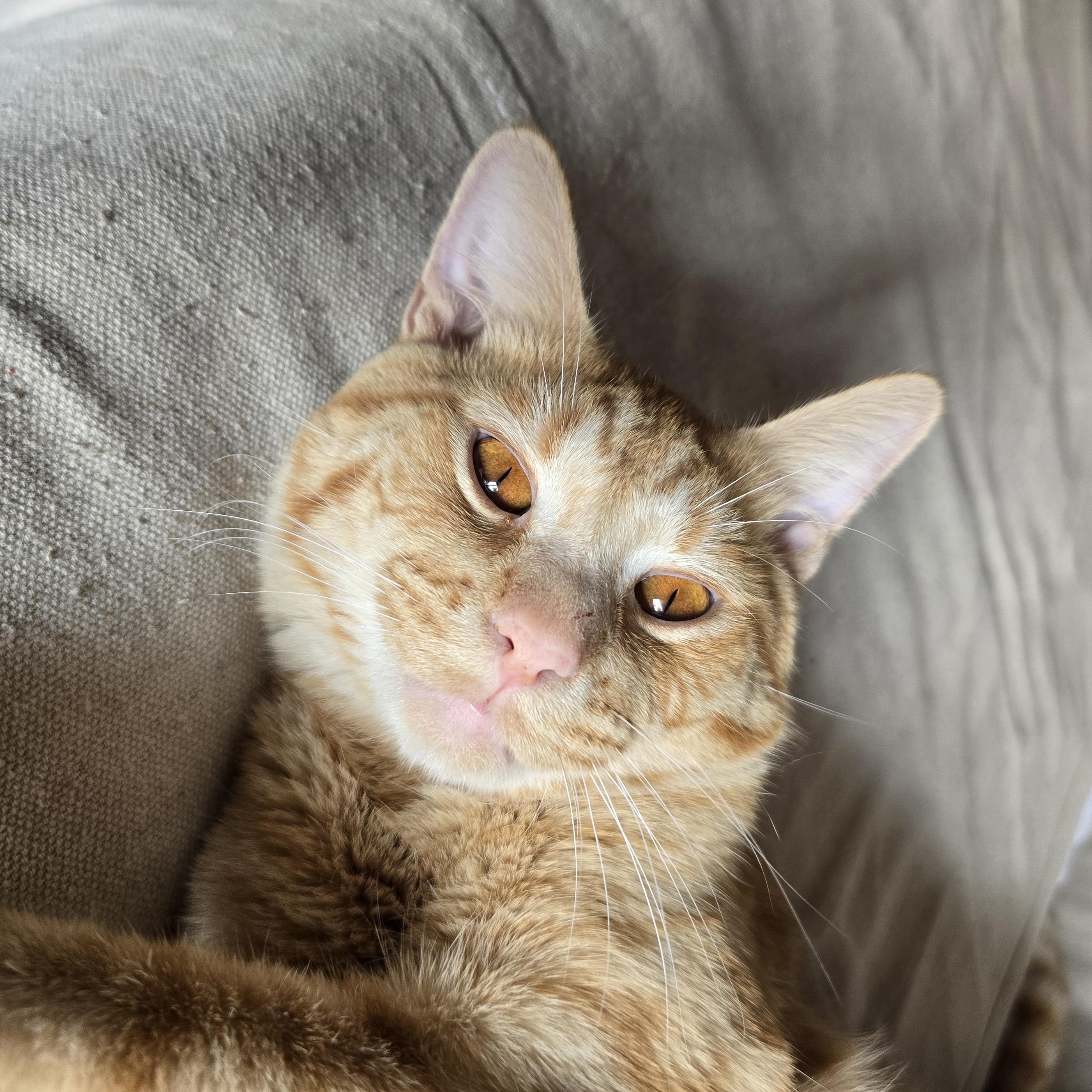 TANK, an adoptable Domestic Short Hair in Lake City, MN image 4/6