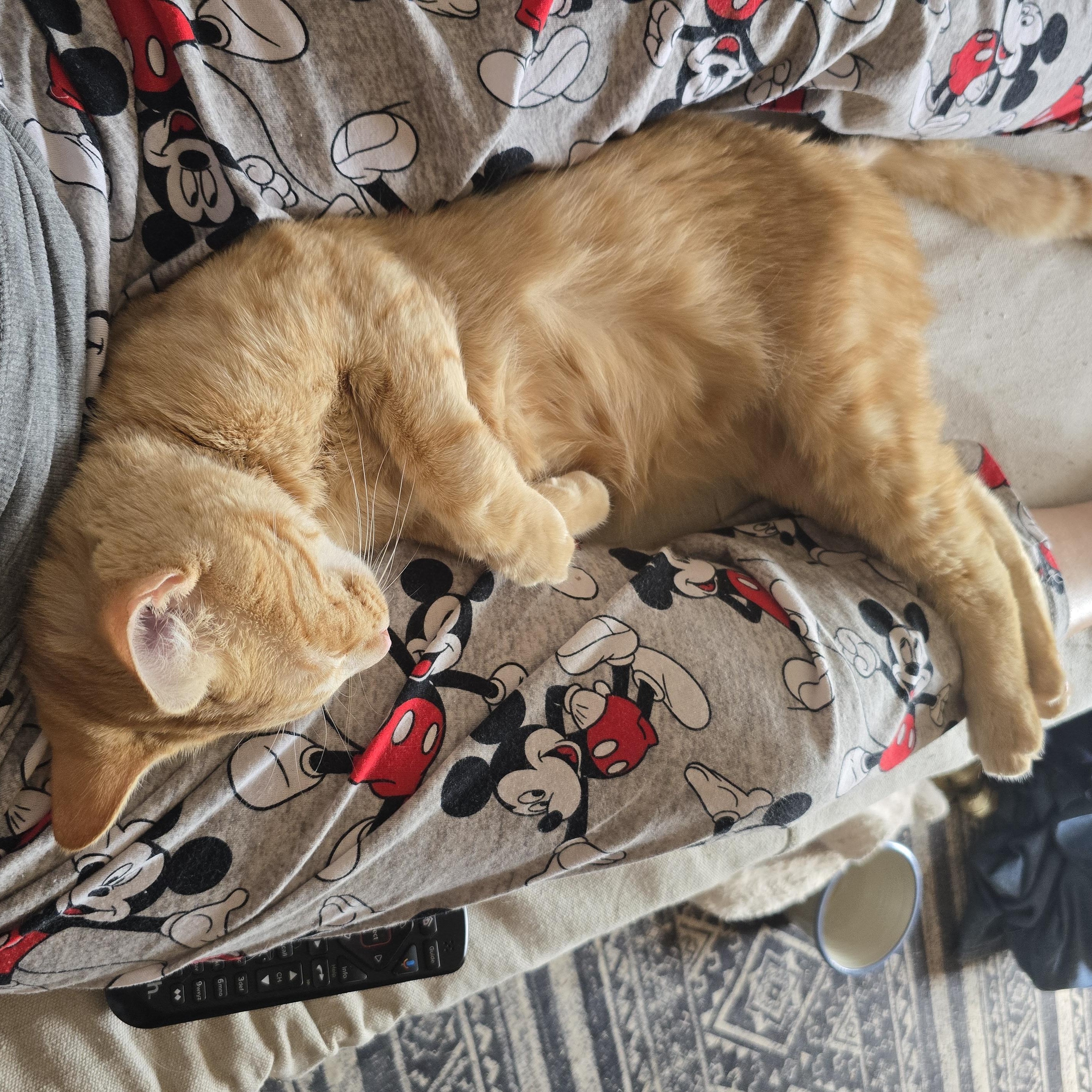 TANK, an adoptable Domestic Short Hair in Lake City, MN image 3/6