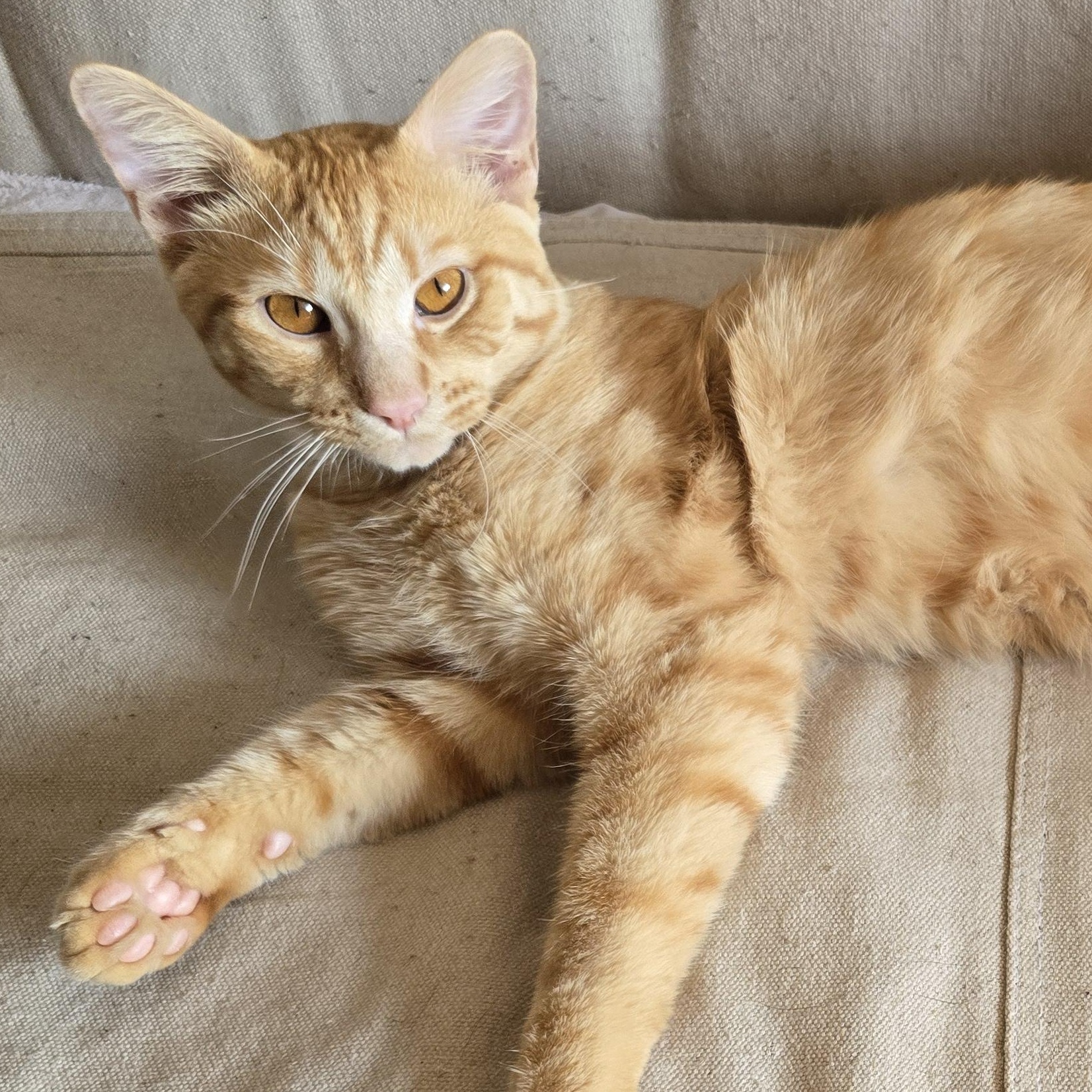 TANK, an adoptable Domestic Short Hair in Lake City, MN image 1/6